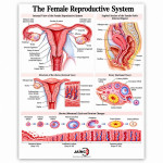 Female Genitals